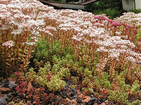 Sedum Album White Stonecrop World Of Succulents Sedum Succulent