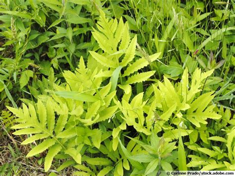 Fougère sensible Onoclée sensible Onoclea sensibilis planter