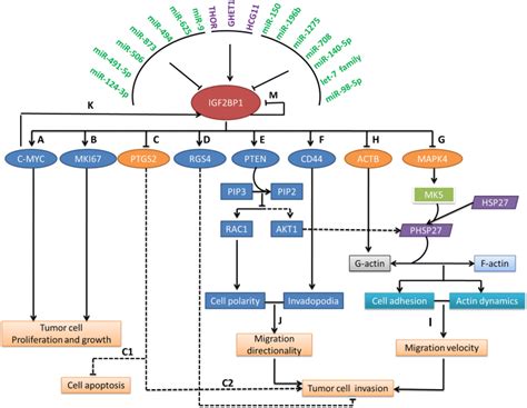 Insulin Like Growth Factor 2 Mrna Binding Protein 1 Igf2bp1 In Cancer