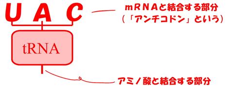 Trnaは、アンチコドンの塩基配列ごとに、決まったアミノ酸と結合するようになっている。