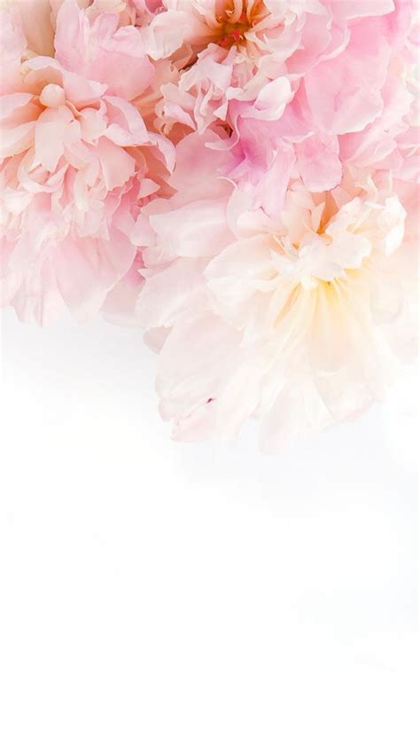 Wallpaper Pink Flowers White Background - Download Free Mock-up