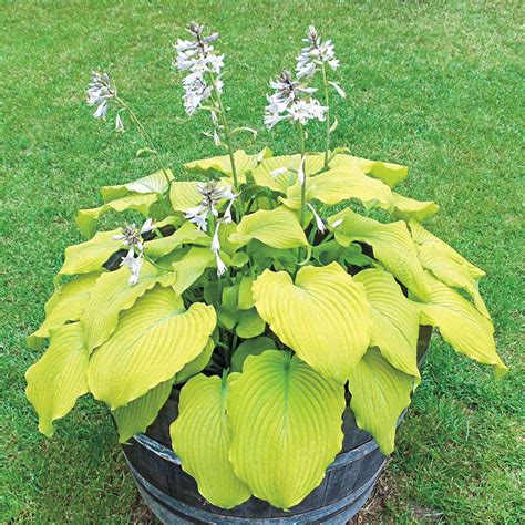 Gold Standard Hosta Brecks Premium Bulbs