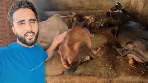 Finally Apni Sabhi Cow Se Milne Aagye 😍 Chunnu Ko Chot Lag Gyi 😢 Youtube