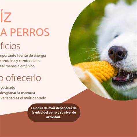 Alimentación para perros Pueden comer maíz los cachorros