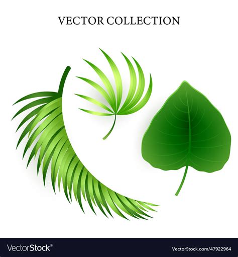 Green tropical leaves set Royalty Free Vector Image