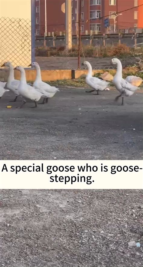 A special goose who is goose-stepping. : r/FunnyAnimals