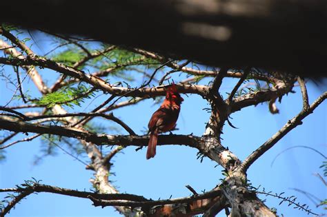 Oiseau Cardinal Faune Photo Gratuite Sur Pixabay Pixabay