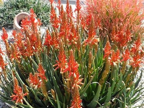 Aloe Hybrida Always Red Wholesale Nursery Nurseries In Melbourne