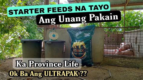 Starter Feeds Na Pakain Ko Sa Mga Biik Ayos Lang Ba Ang Ultrapak