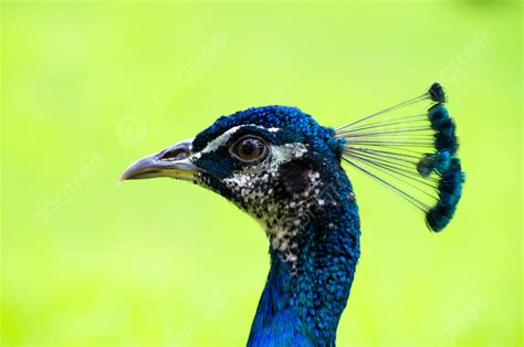 Peacock Beak Bird Beautiful Photo Background And Picture For Free Download - Pngtree