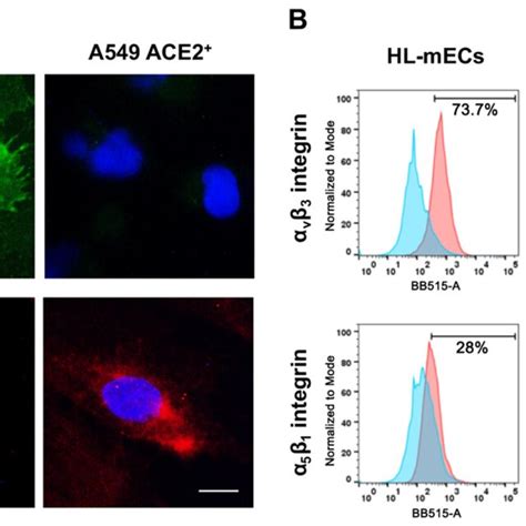 Surface Expression Of V And Integrins On Hl Mecs And A Ace