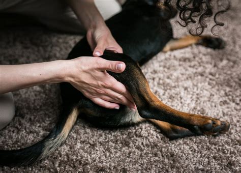 D Couvrez Le Chien Qui Change La Vie Des Personnes En Situation De