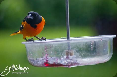 Oriole Eating Some Grape Jelly Bird Feeders Bird Photo Fish Pet