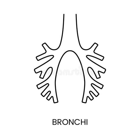 Human Bronchi Icon Line In Vector Anatomical Illustration Of An