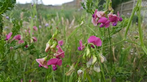 NARROW-LEAVED EVERLASTING-PEA Lathyrus sylvestris – Celtic Wildflowers