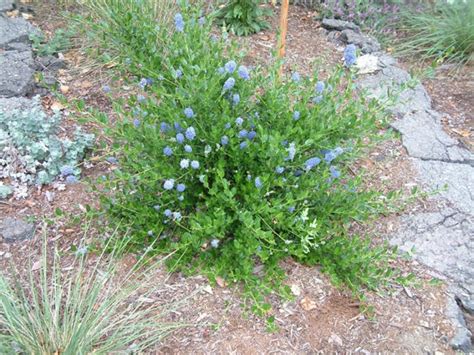 Ceanothus Thyrsiflorus Skylark