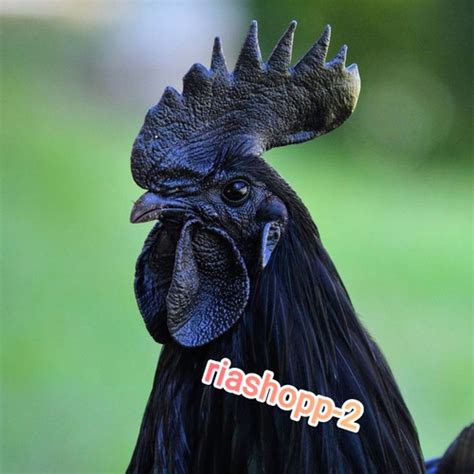 Jual Ayam Cemani Asli Jantan Tulen Dewasa Istimewa Jakarta Timur