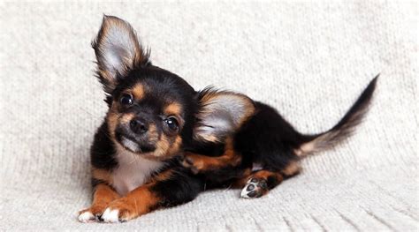 Want a Chihuahua but have kids? Read this first - K9 Web