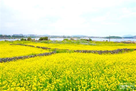 3월 제주도 가볼만한곳 제주 유채꽃 명소 유채꽃밭 광치기해변 3월 제주도 여행 네이버 블로그