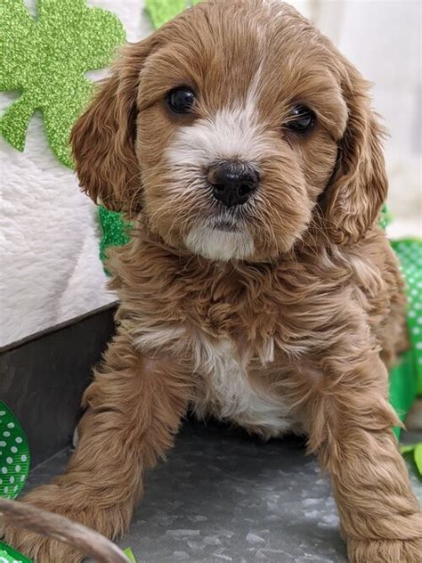 Cavapoos — Illinois Cavapoos Gardner Lane Puppies Illinois Cavapoos