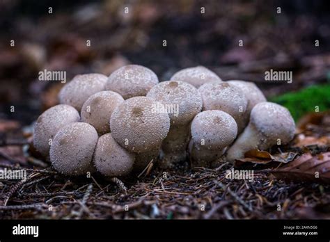 Close Up Cluster Of Common Puffball Mushrooms Lycoperdon Perlatum