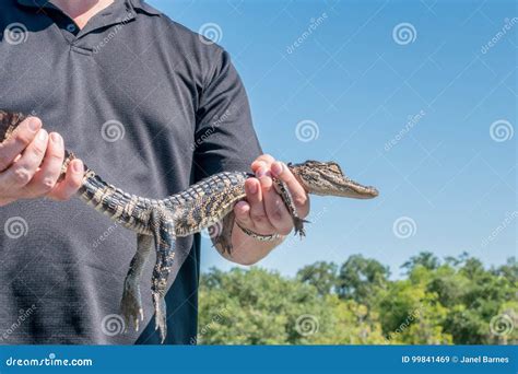 Man Holding Baby Alligator In Louisiana Bayou Stock Image Image Of