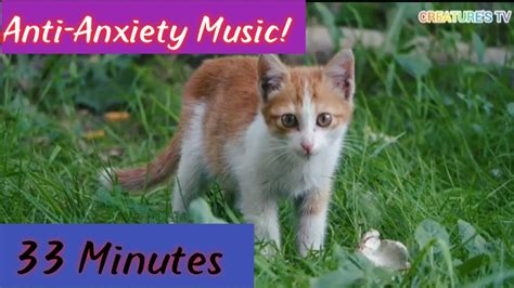 Calming Music For Cats With Anxiety Deep Soothing Music For Anxious