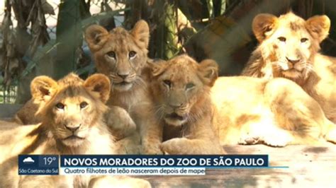 Zoológico De Sp Ganha 4 Novos Filhotes De Leão A Partir Desta Segunda