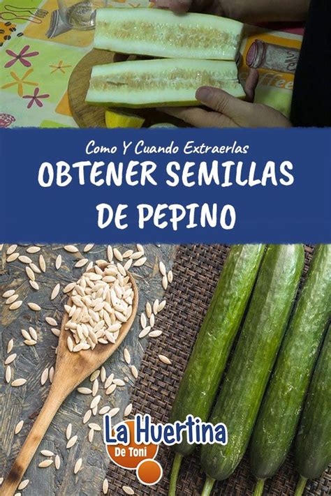 Como Conseguir Semilla De Pepino La Huertina De Toni Jardiner A De