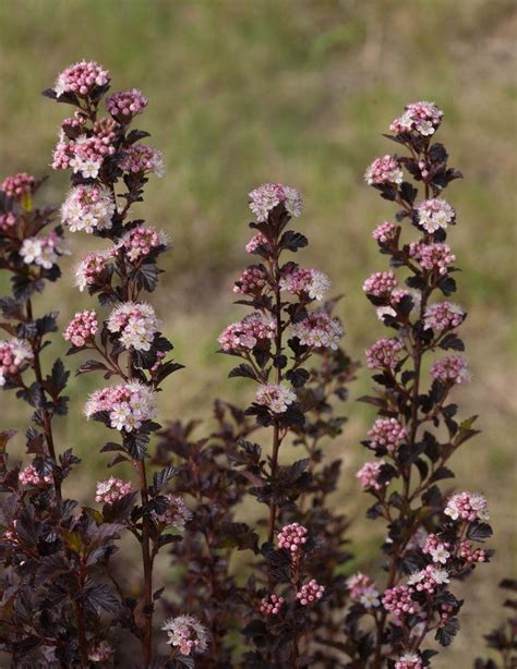 Physocarpus Opulifolius Tiny Wine Ninebark