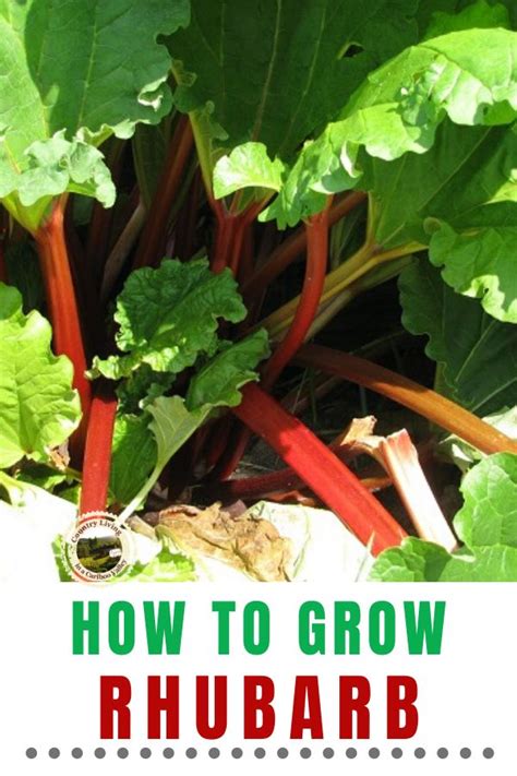 Is It Better To Cut Or Pull Rhubarb Back Gardener