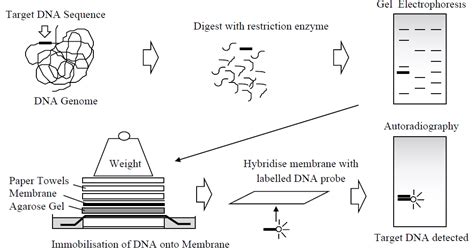 Nucleic Acid Analysis Methods Biology Ease