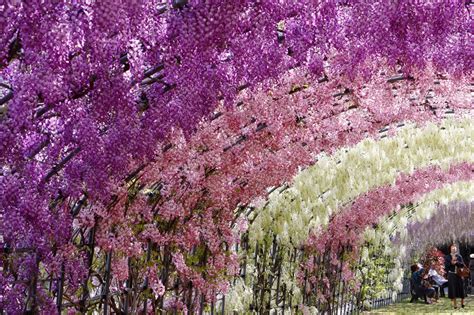 Japan Royal Service: ASHIKAGA Flower Park in Tochigi