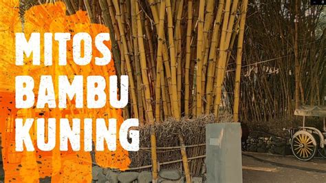 Mitos Tanaman Hias Bambu Kuning Dipercaya Sebagai Pagar Gaib Depost Bali