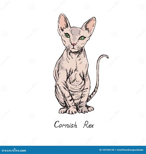 Cornish Rex Cat Breeds Illustration With Inscription Hand Drawn