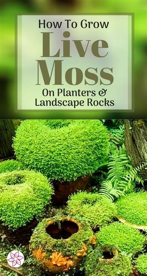 How To Grow Moss On Pots And Rocks Container Water Gardens