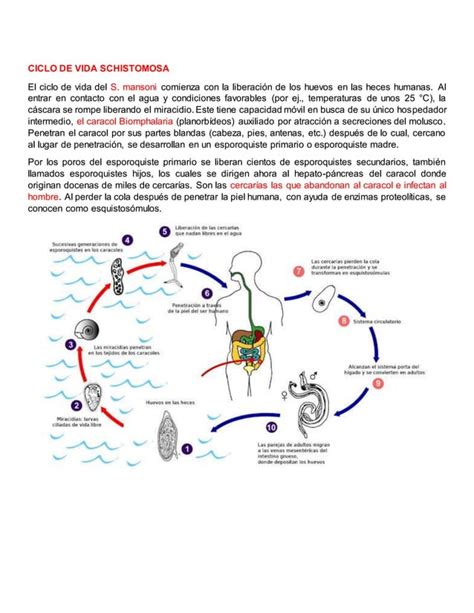 Ciclo De Vida Fasciola Hepática