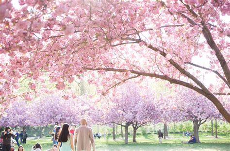 Cherry Blossom Botanical Garden Fasci Garden