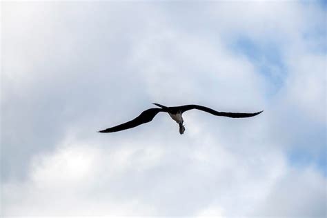 Pájaro fragata volando en el fondo del cielo en Baja California Sur