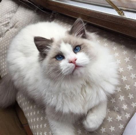 Inilah Kucing Persia Ragdoll Lengkap Tomang