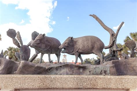 Javelina Statues Texas A M University Kingsville