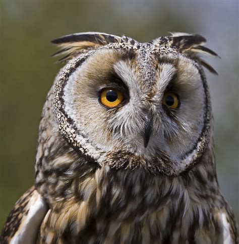 erdei fuelesbagoly europa madarai ragadozo madarak