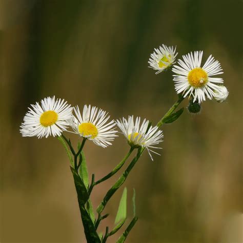 Pink Daisy Fleabane