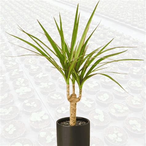 Dracena Marginata Shapemygarden