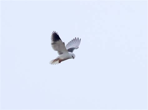 Svartvingad Glada Black Winged Kite Lars Lundmark F Gelbilder Och