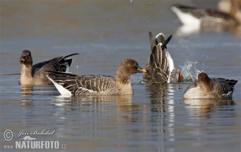 Anser Serrirostris Pictures Tundra Bean Goose Images Nature Wildlife