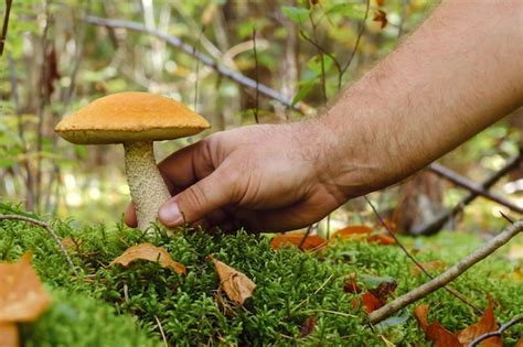 Une Main Tend La Main Pour Cueillir Un Champignon Podosinovik Qui