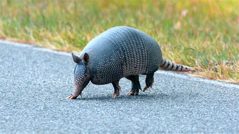 Gray armadillo crossing the street