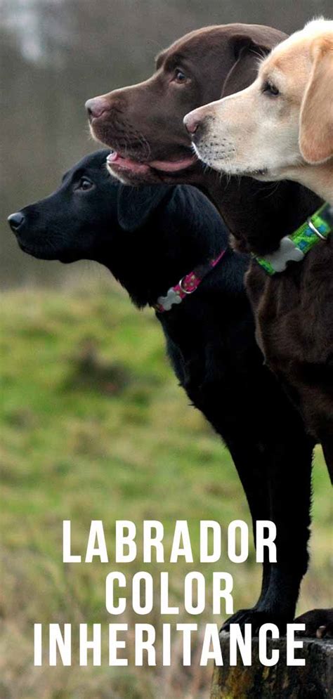 Labrador Colors - The Secrets of Labrador Color Inheritance