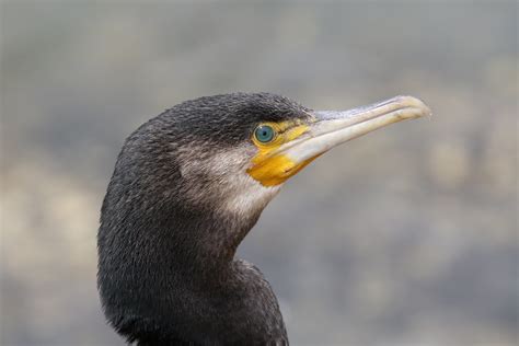 Lou Great Cormorant Phalacrocorax Carbo Louis Petrucco